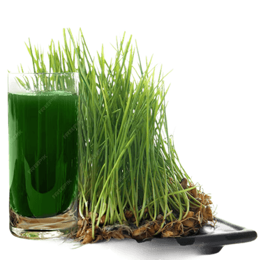Wheatgrass Powder